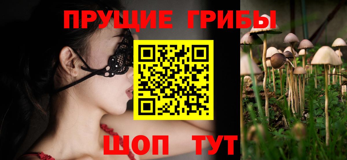 Галлюциногенные грибы Psilocybe Тверь